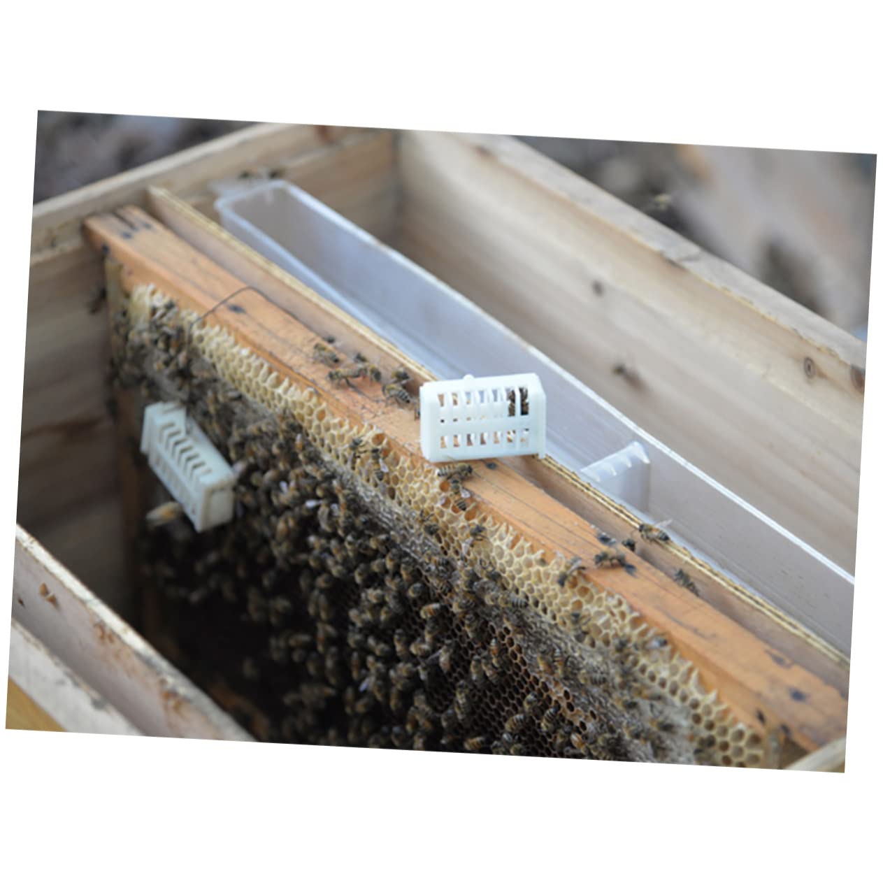 Système D’élevage de Reines Boîte de Culture Plastique Abs pour Abeilles