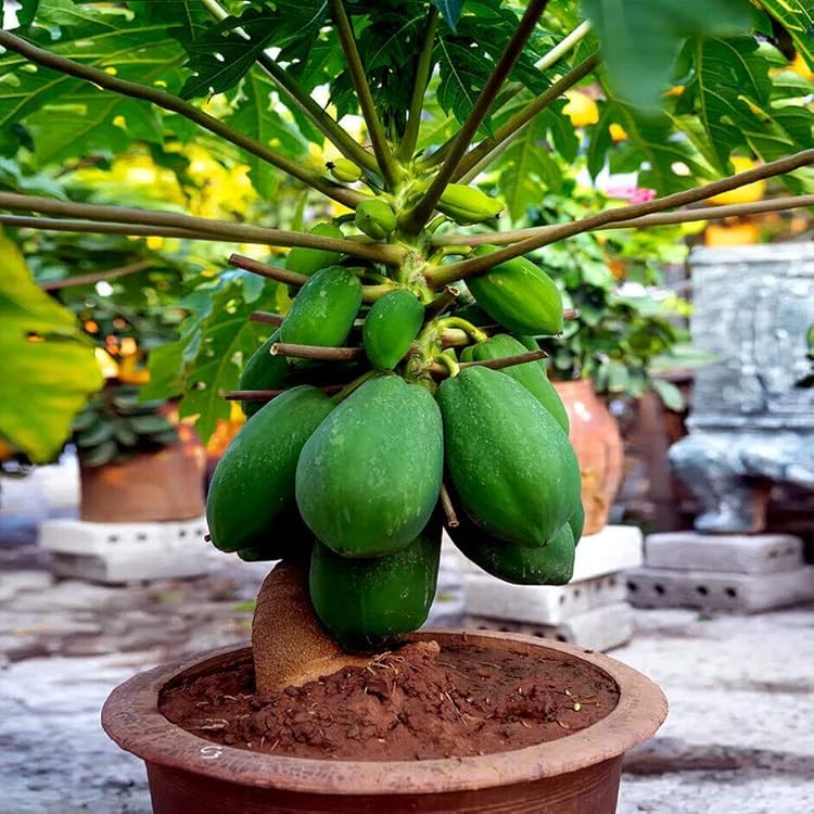 Hybrid Dwarf Papaya Plant, Live Potted Fruit Tree, Indoor/Outdoor Growing-image-21