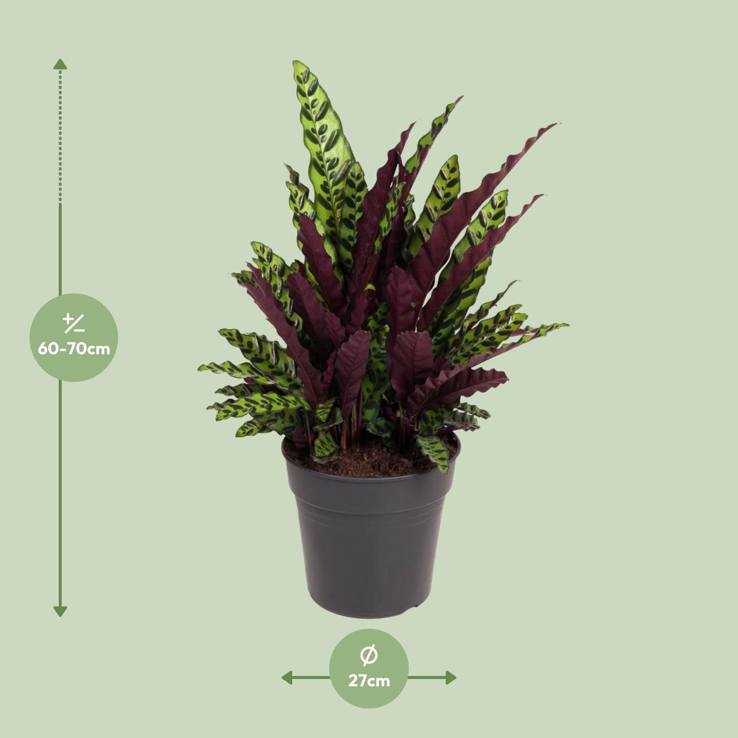 Kalatea Lancifolia - 60-70cm - Ø27cm - Roślina doniczkowa - Zimozielony