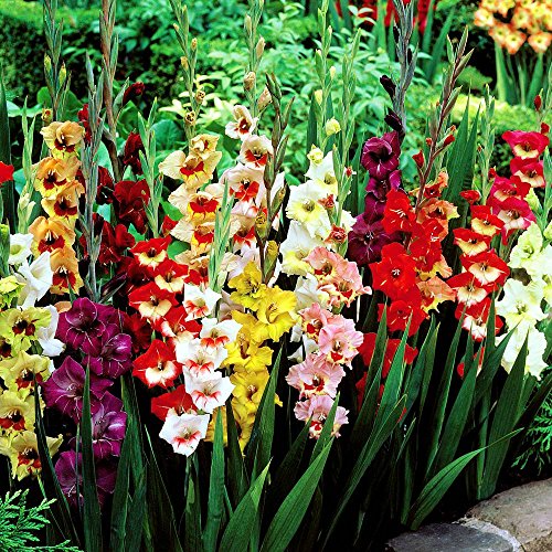 Gladioli large flowering mix - 40 flower bulbs