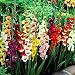 Gladioli large flowering mix - 10 flower bulbs