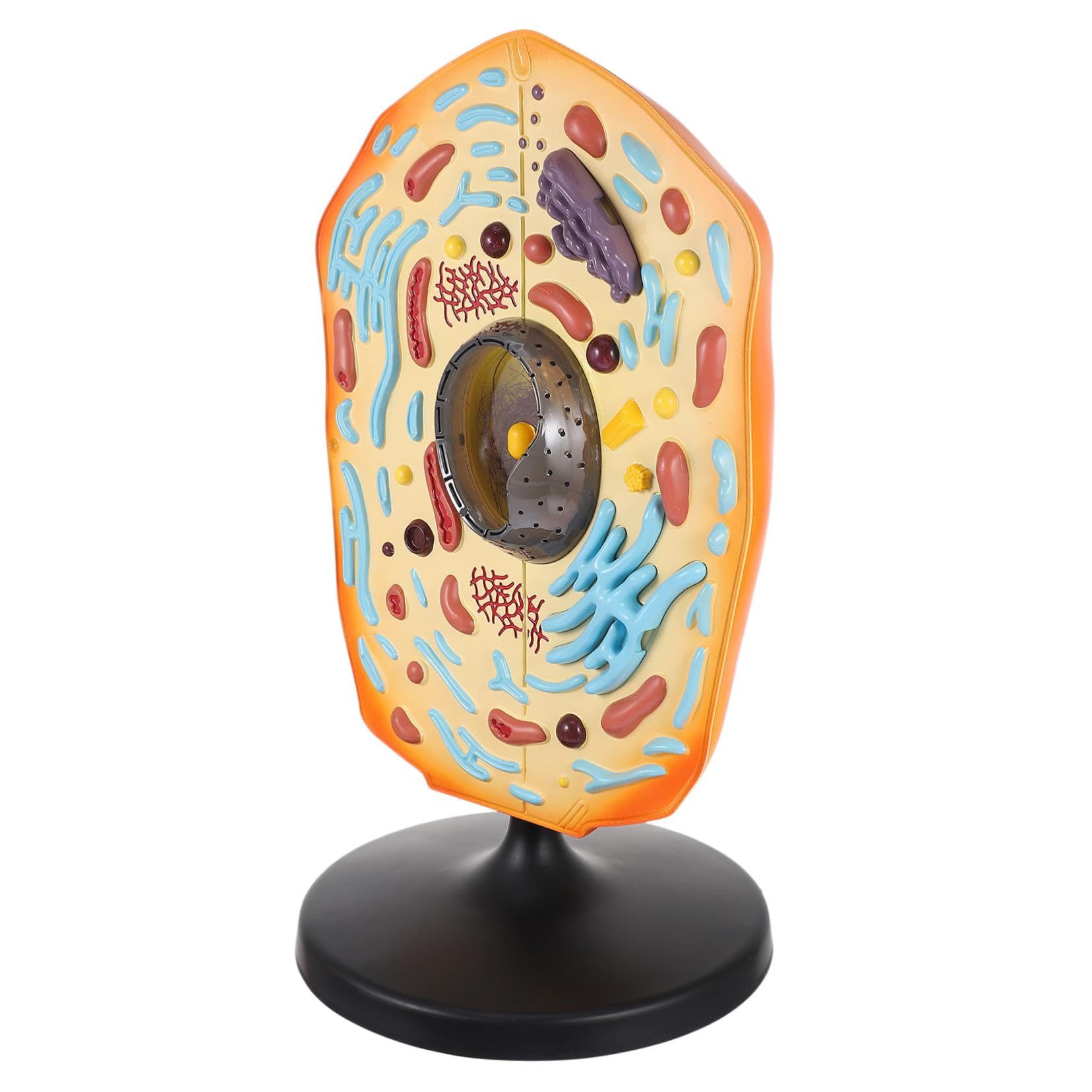 Abaodam Animal Cell Model Display for Middle School Educational Teaching Equipment for Biology Anatomy and Science Classes Detailed Animal Cell Structure Model