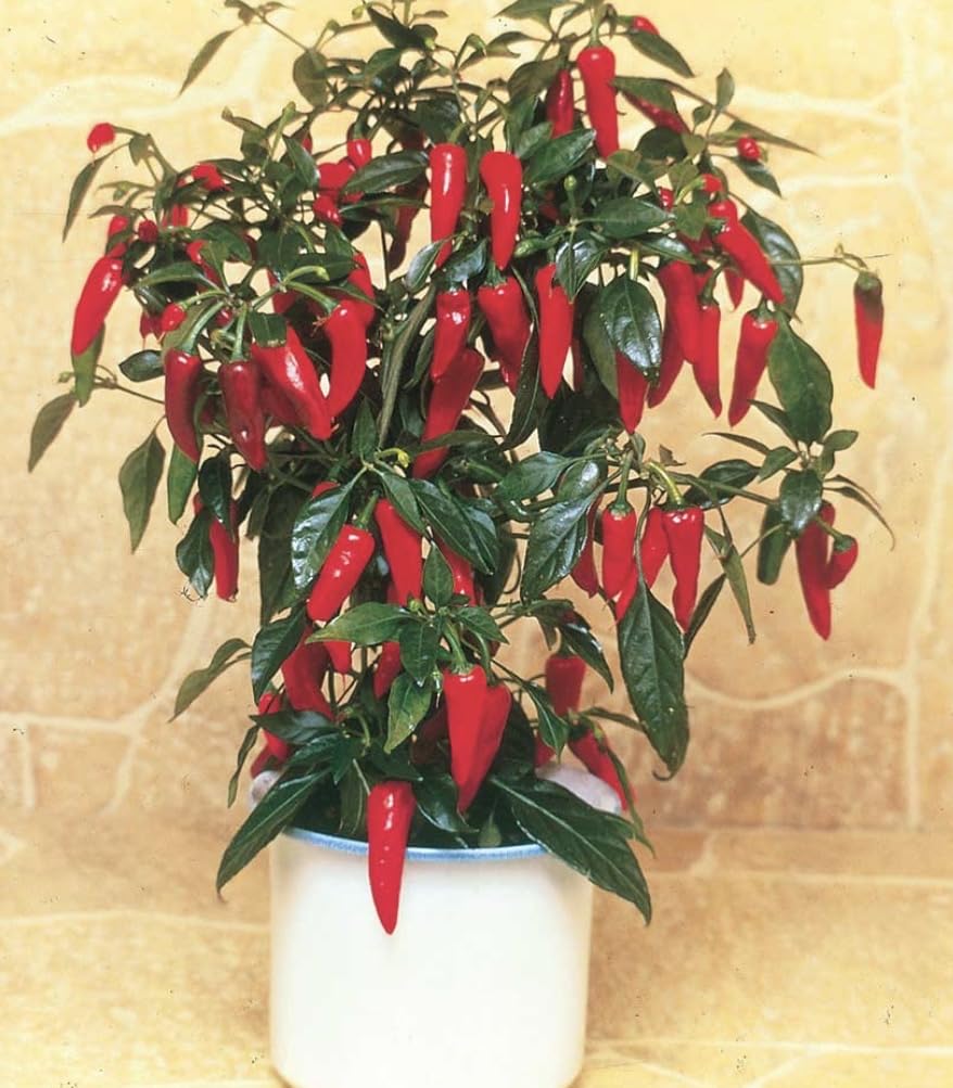 Hot Chilli Pepper Plant in 2 Litre Pot, Compact, Ideal for Windowsills, Pots and Greenhouse Growing, 1 Plant