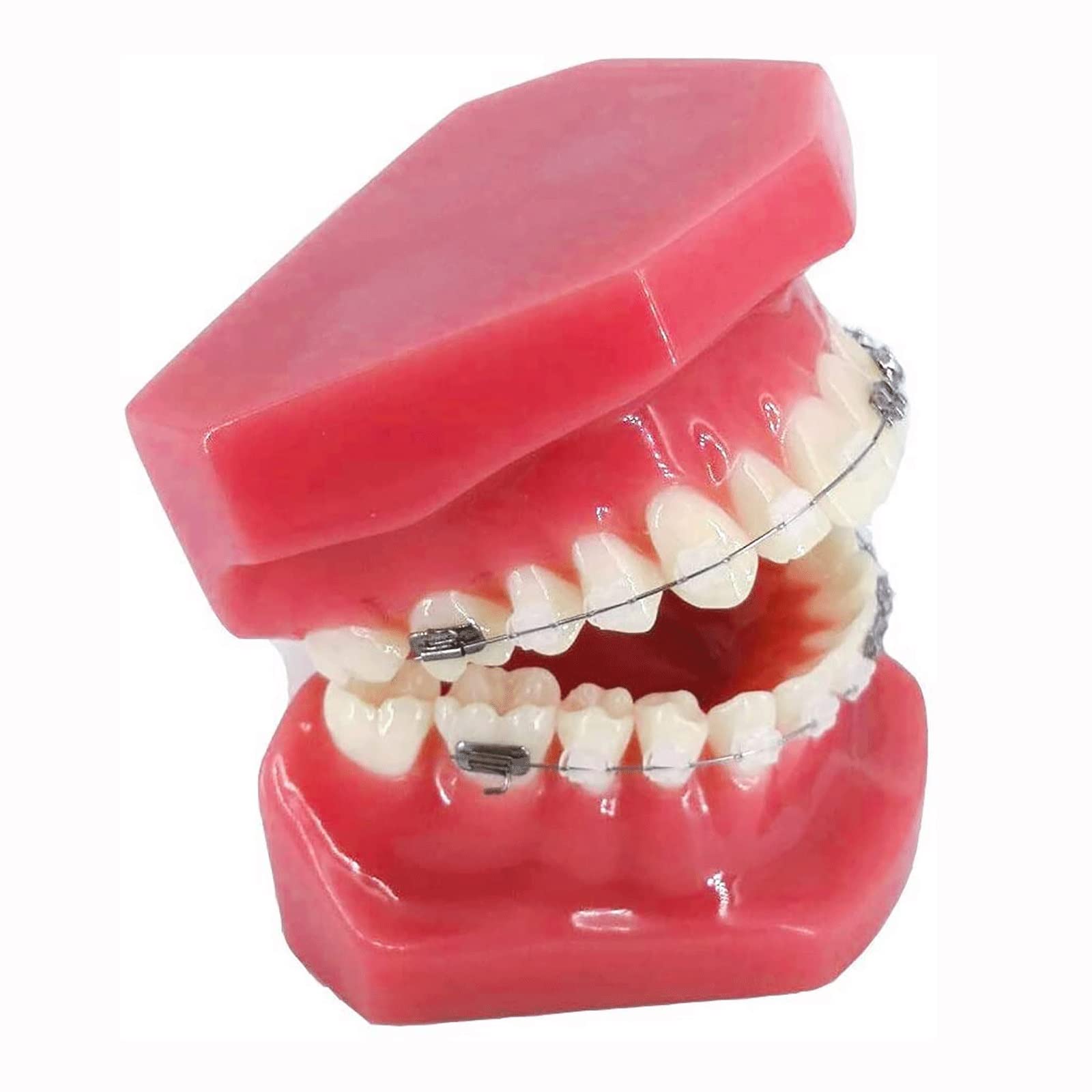 Model Zębów Dentystycznych, Demonstracyjny Model Zębów, Model Zębów Ortodontycznych Z Metalowymi I Ceramicznymi Zamkami