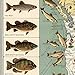 Vintage Big Game Fish Map of North America, Illustrated Fresh and Salt Water Fishing Guide, Decorative Wall Art Print (24 x 24 inches)
