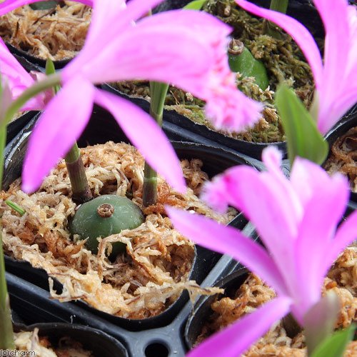 Amazon.co.jp: （山野草）大輪トキソウ（大輪朱鷺草） 品種おまかせ
