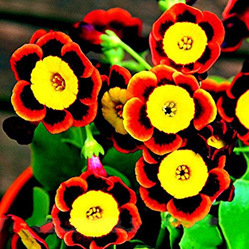 Gemini_mall® 100 Seeds / Pack Rare Tri-color Rare Petunia Annual Flower Seeds Flowering Garden Plants Seeds
