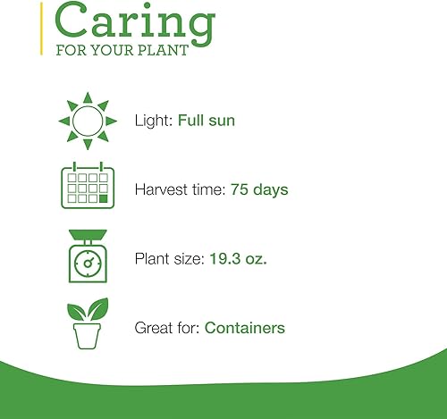 Miniatura 5 de Bonnie Plants Plantas vegetales vivas de pimiento verde, paquete de 4, sin OMG, plantas de 2 a 3 pies, tamaño de pimienta de 4.5 x 4 pulgadas