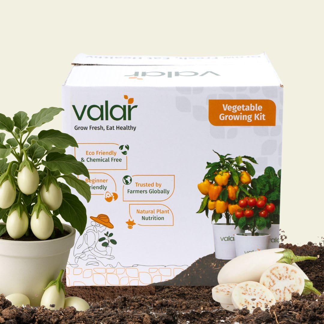 Valar White Brinjal Growing Kit | DIY All-in-One Home Gardening Set (Pack of 1 - Big) | Organic Seeds + Bio-Fertilizers+ 24x7 Support. (9x9 Grow Bag)-picture-51
