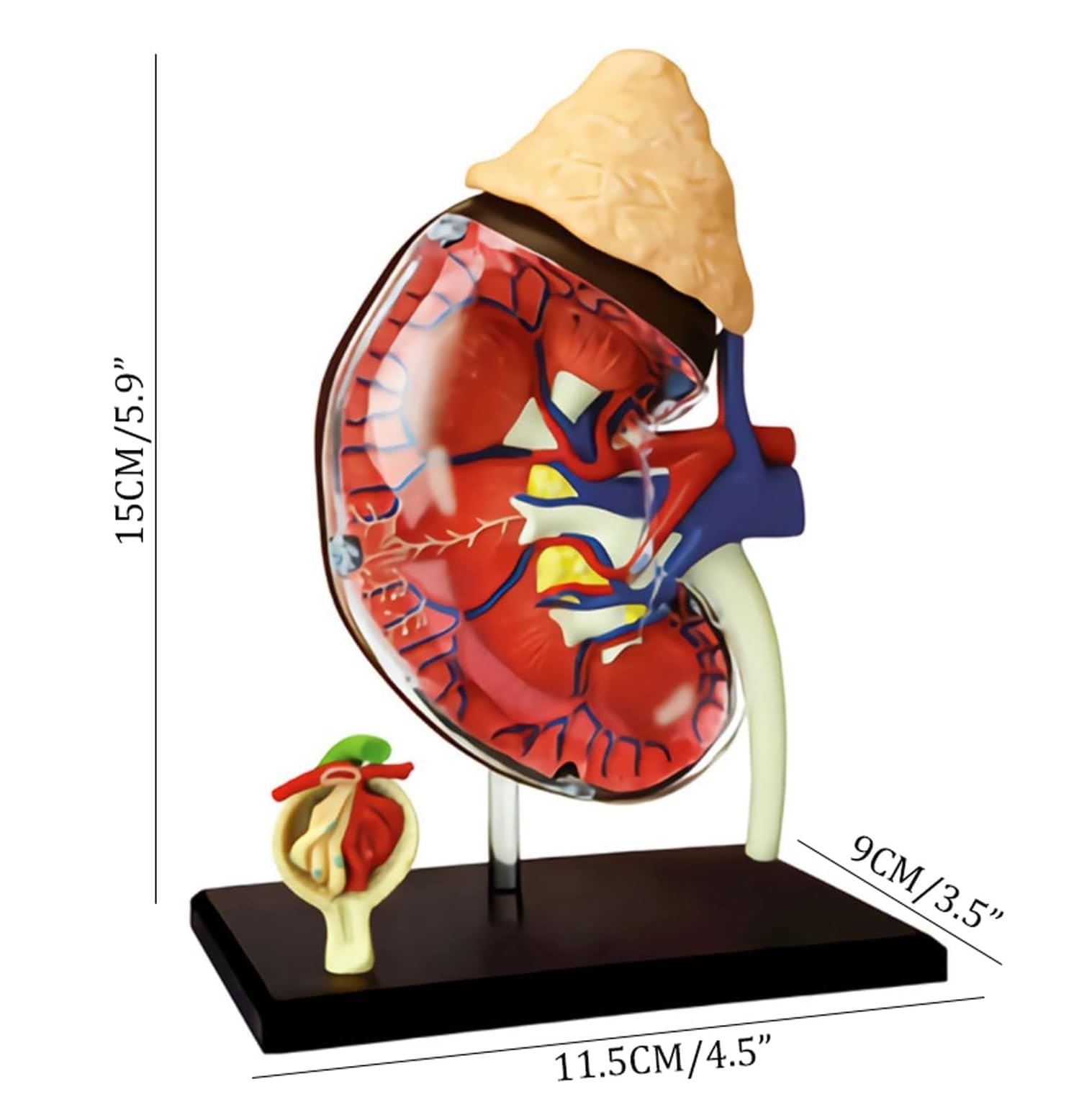 Anatomiczny Ludzkie Model Anatomii Nerek Człowieka 4d Vision Odpinany 13 Części Anatomia Do Nauki Medyczny Model Anatomiczny