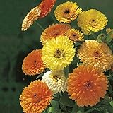 Semillas 1200x Caléndula Fiesta Gitana Flor comestible Caléndula