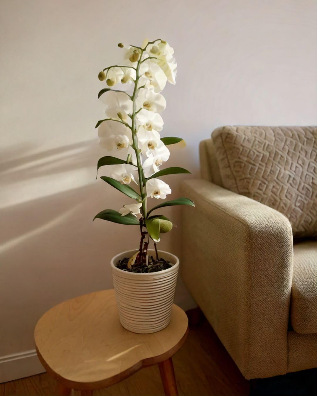 Orquídea Dendrobium Nobile | Planta con Flor Natural | Pur Plant
