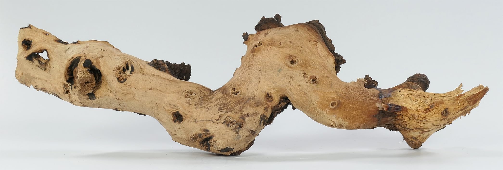 Mopani radice XL // radice in vero legno decorazione per acquario, gamberetti, pesci d'acquario Hard Scape 40 cm - 50 cm (Mangrove Savanna) Aquascaping