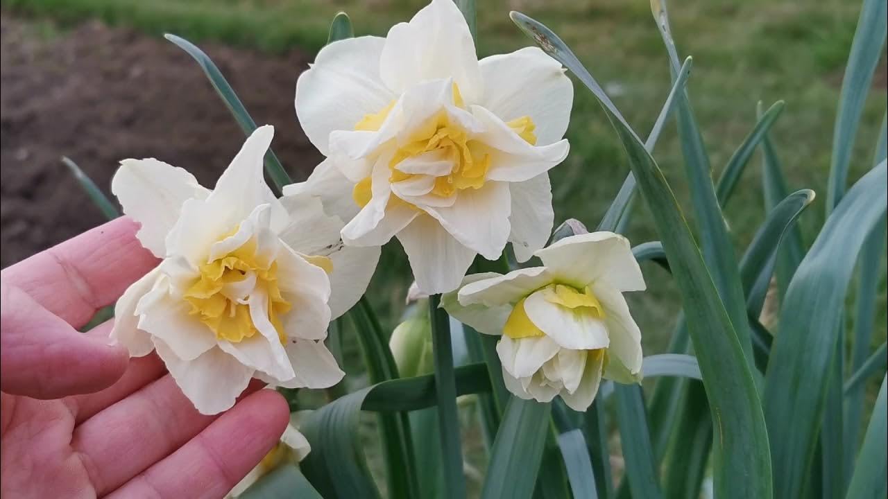 Gardener Bhabi Winter Flower Bulbs Collections - Pack of 10 Bulbs (Daffodil White Lion) (B0CHR1XD1T) Amazon Price History, Amazon Price Tracker