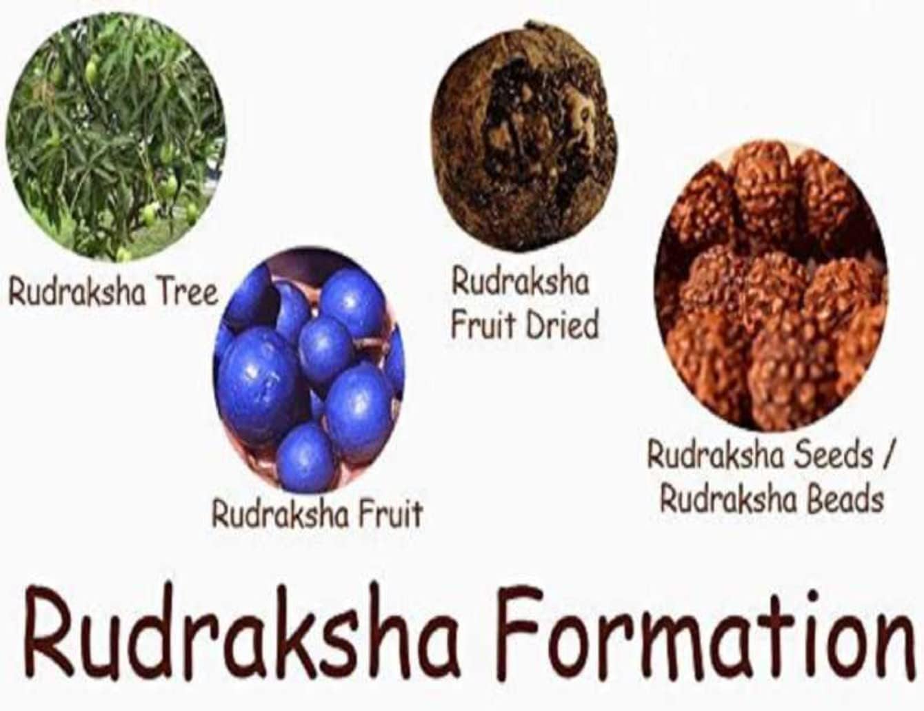 NAISHA Himalayan 4 Mukhi Rudraksha Bead, 100% Certified & Original Four-Faced Rudraksha Seed Necklace, Rudraksha Bead Pooja/Prayer/Meditation - Image 7