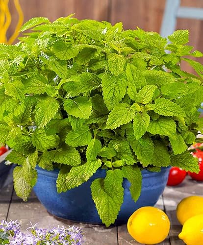 Raise Me Up: Seeds Melissa Lemon Balm Mint Non Gmo Heirloom #TOP4