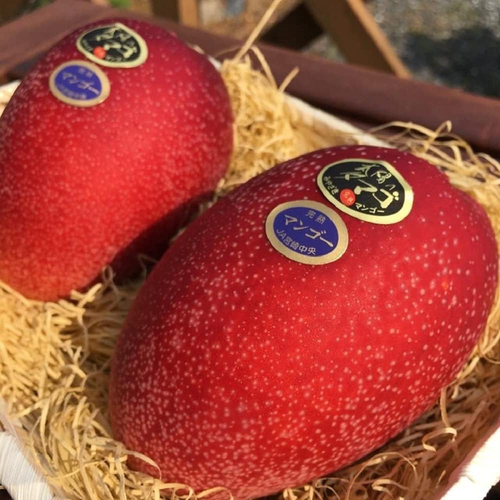 Winwood Mango Egg Of Sun Miyazaki Variety Grafted Fruit Live Plant