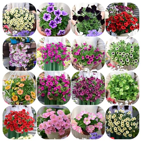 semi di petunia, giardino resistenti decorative da interno rari 1500pcs