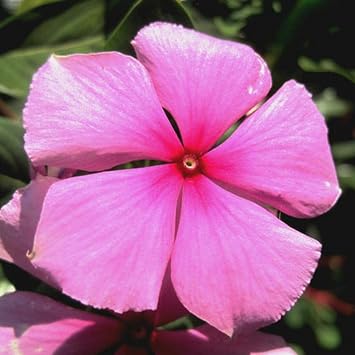 Vinca Little Pinkie Badge Flower Seed 20 Seeds