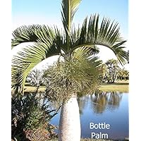 Amazon.co.jp: 【観葉植物／種子】 Hyophorbe Verschaffeltii