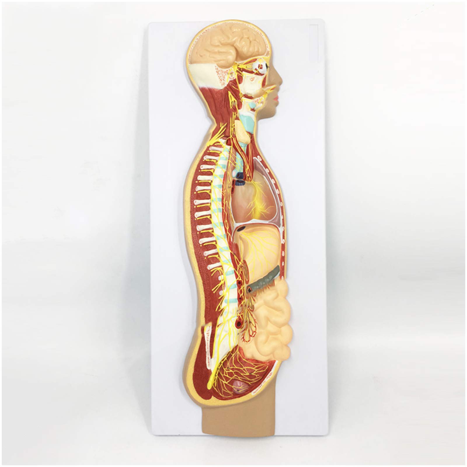Amazon.co.jp: 交感神経系モデル - 人間の交感神経系の医療解剖モデル