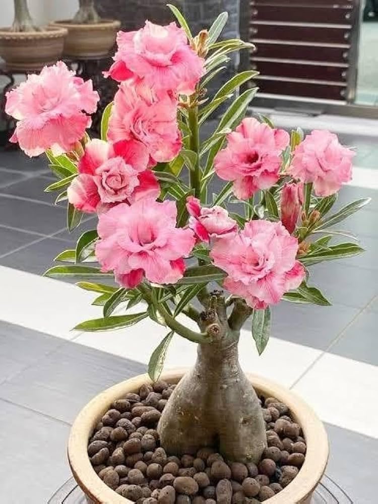 Live Adenium Bonsai Plant With Colourful Flowers - Desert Rose Bonsai Tree Pack Of 1