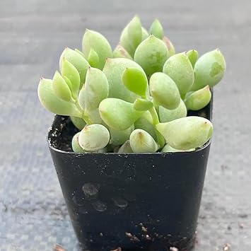 Cotyledon Pendens Live Plant
