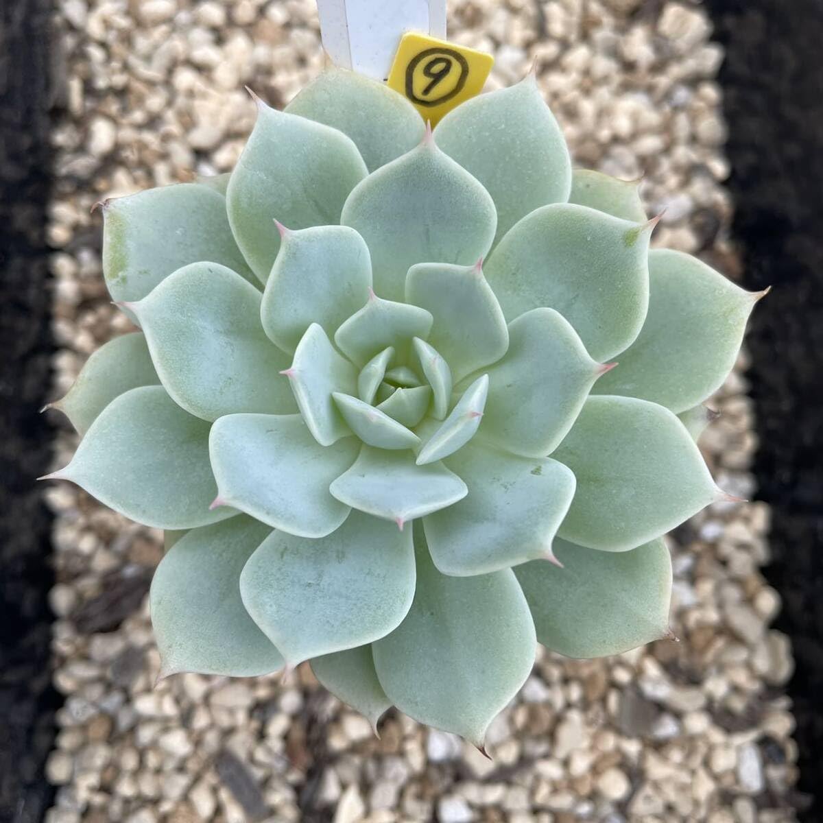 多肉植物 エケベリア☆スノーフィールド5苗セット