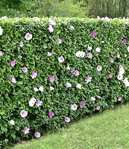 BALDUR Garten 10x Winterharte Hibiskus-Hecke, Pflanzen im 9x9 cm-Topf, Blüten essbar, bienenfreundlich, Garteneibisch Roseneibisch, Hibiscus Syriacus Blütengehölze Zierstrauch, blühend