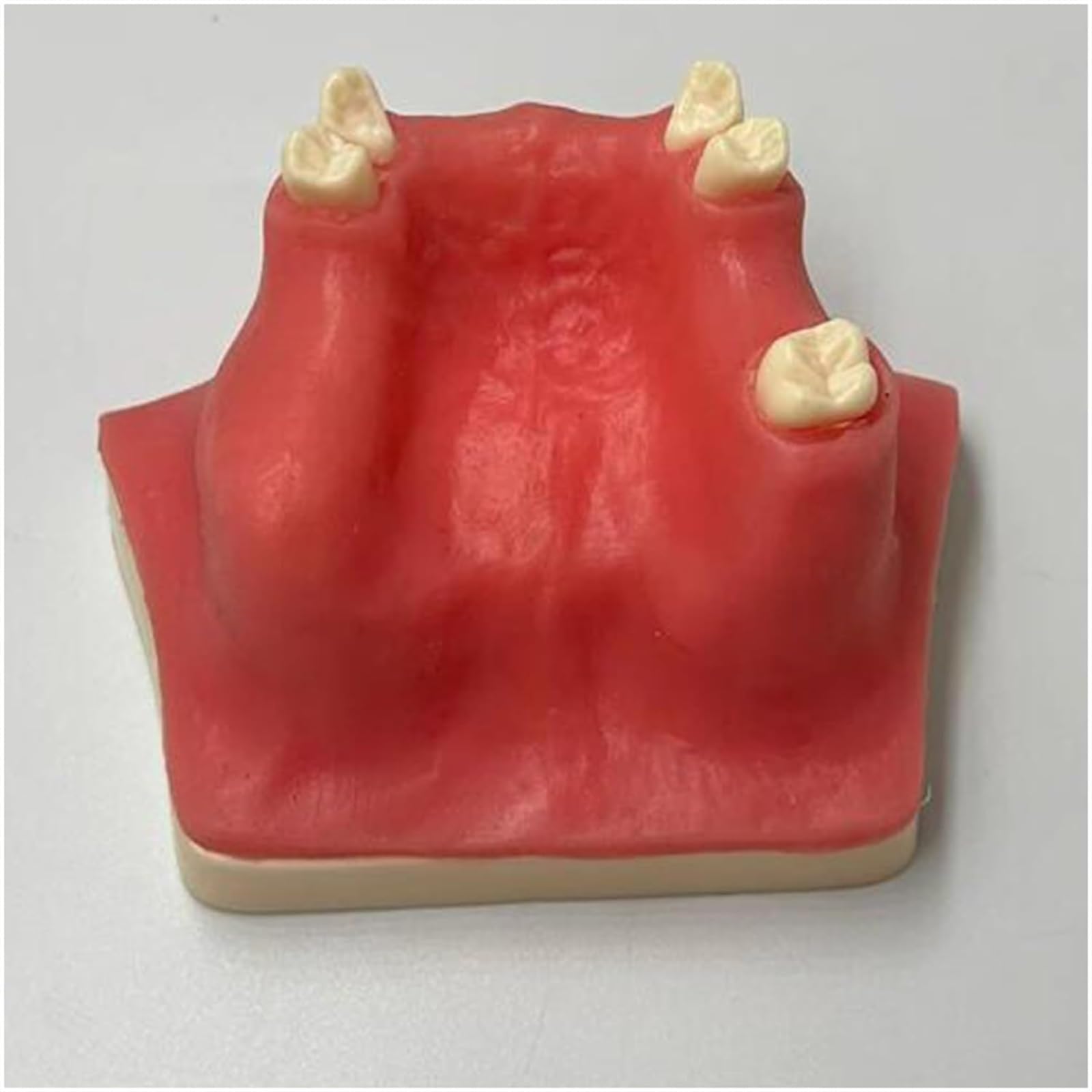 Implantat-Modell Oberkiefer-Sinus-Lift-Übung Weiches Zahnfleisch Oberkiefer-Sinus-Lift-Übungsmodell – Zahnimplantat-Übungsmodell – Orale Simulation Implantat Weiches Zahnfleisch-Zahnmaterial