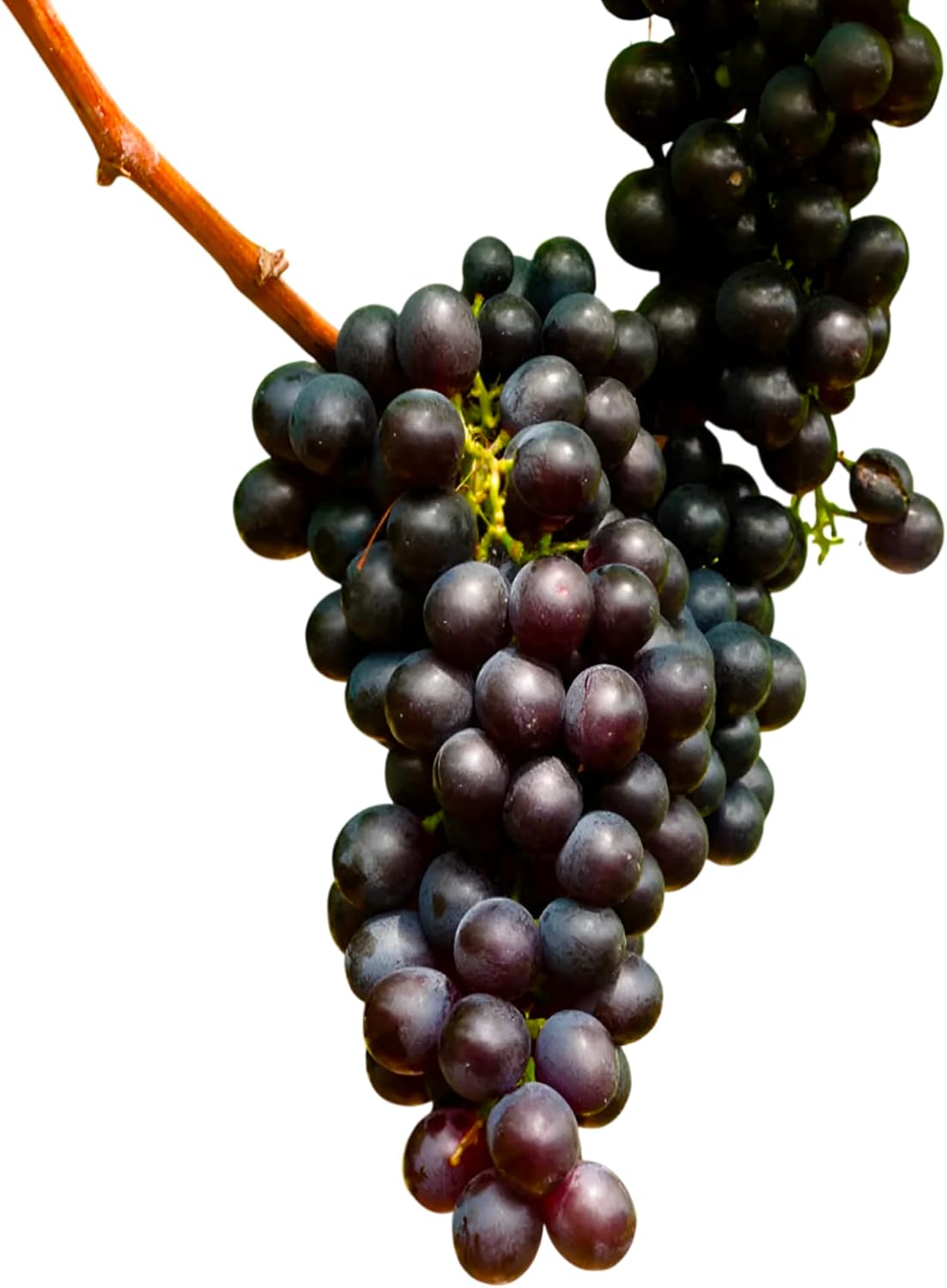 Concord Seedless Grape Plant – Hardy Fruit-Bearing Vine for Home Gardens (1 Gallon/Potted/Single)