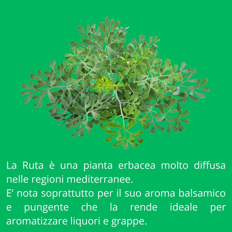 PIANTA DI RUTA SU VASO 14 IN CONFEZIONE DA 2 PEZZI