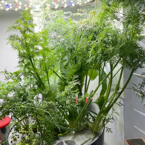 Semillas de eneldo, Anethum graveolens, de cocina de jardin de balcón resistentes productos sostenibles 400pcs