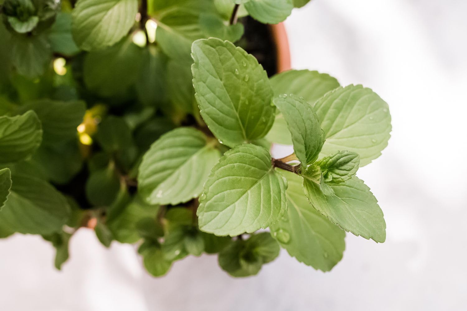 Organic Chocolate Mint Herb Organic Seeds For Home Garden - 35 Seeds Trial Pack- (Mentha × Piperita f. citrata Chocolate) (B0C8VDSJYT) Amazon Price History, Amazon Price Tracker