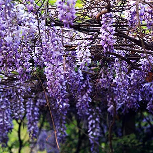 20+ Japanese Wisteria Purple Ornamental Vine Climber Seeds for Planting Home Garden Indoors or Outdoors