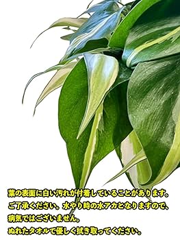 フィロデンドロン ブルレーマルクシー 斑入り 石化株 5号鉢