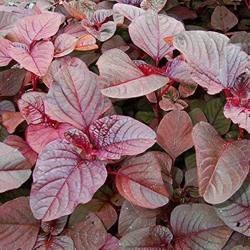 350++ Red Garnet Amaranth Seed Edible Asian Greens Medicinal Flower Vegetable Seeds for Planting TK7-RR