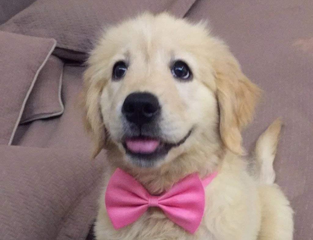 See full amazon price history chart for Pet Bowtie Set of 4 - Pet Dress Costume Accessory for Dogs, Cats, Hamsters Pet Bowtie Set of 4 - Pet Dress Costume Accessory for Dogs, Cats, Hamsters (B081Z9CP72) Amazon Price History, Amazon Price Tracker