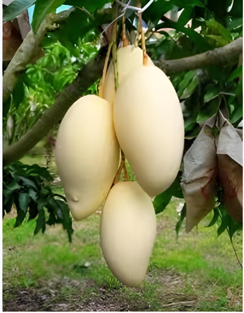 Oxiflora King Of Mango Thailand White Mango Variety Grafted Fruit Live Plants & Tree (Fruit After 1 Year) In Nursery Grow Bag (B0CQK4SJL5) Amazon Price History, Amazon Price Tracker