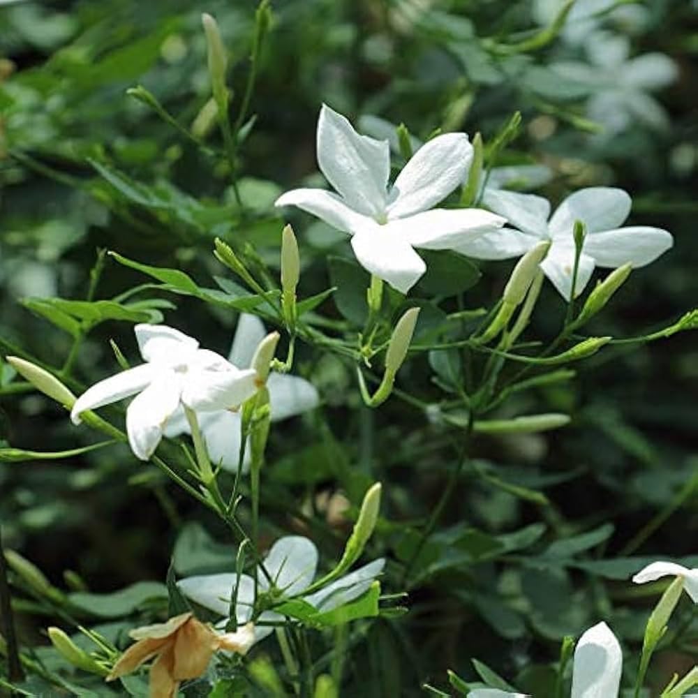Live Star Jasmine Plant – Fragrant Flowering Climber | Easy Care Outdoor/Indoor Plant | White Star-Shaped Flowers for Home Garden-picture-30