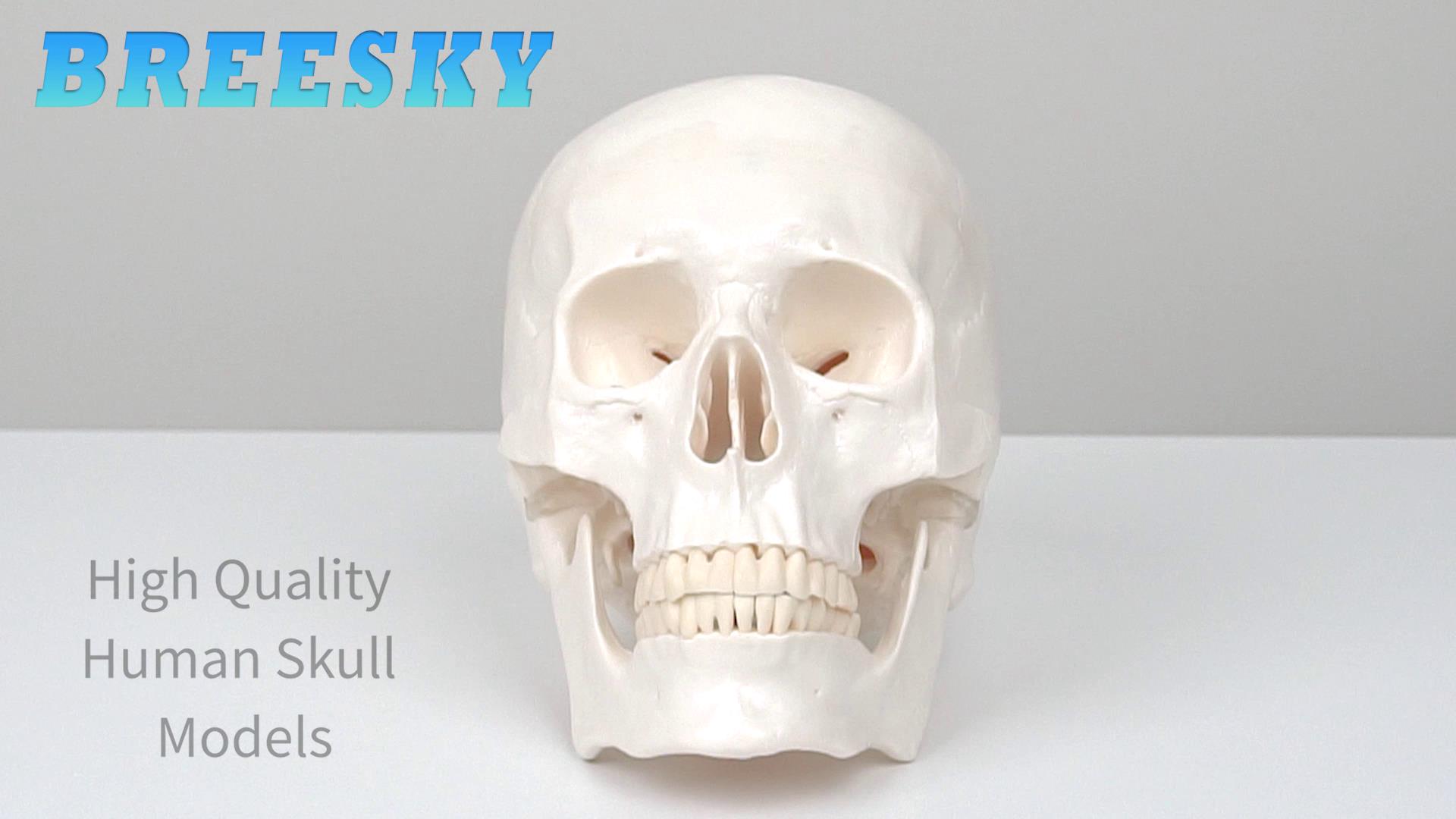 Image of breesky Anatomy Skull Model of Medical: 3-Parts Removable Anatomy Skull Model - Mini Human Skull Anatomical Model for Medical Research.