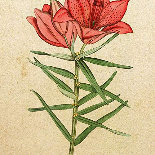 Nacnic vintage poster fiori. Stampa Hemerocallis