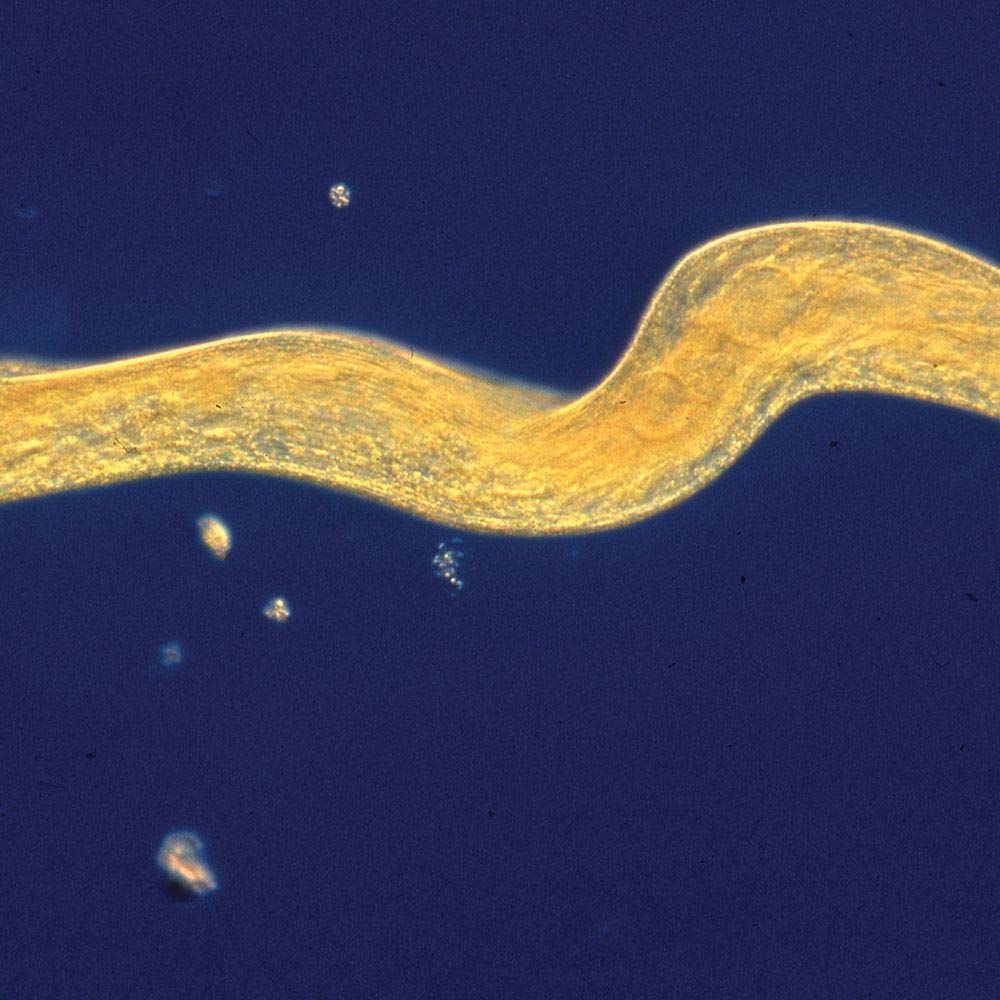 Spirostomum Living Culture, Sufficient Materials For 30 Students