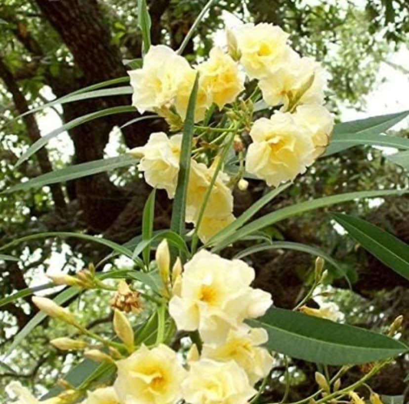 Live Karabi/Kaner Yellow flower Plant Without Pot - Decorative Outdoor Plant (B0D81FRCDD) Amazon Price History, Amazon Price Tracker