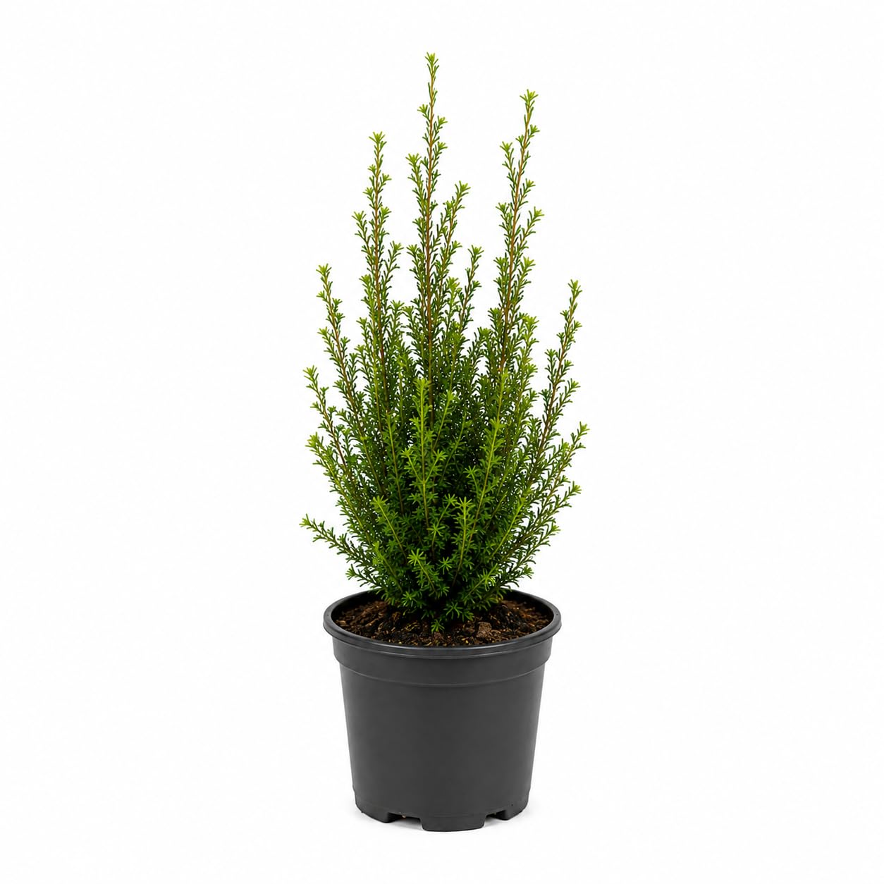 15 Eibe Taxus baccata 10–15 cm ohne Topf gemessen | Immergrüne Heckenpflanze | Sichtschutzhecke | Topfware | Ganzjährig pflanzbar | Winterhart