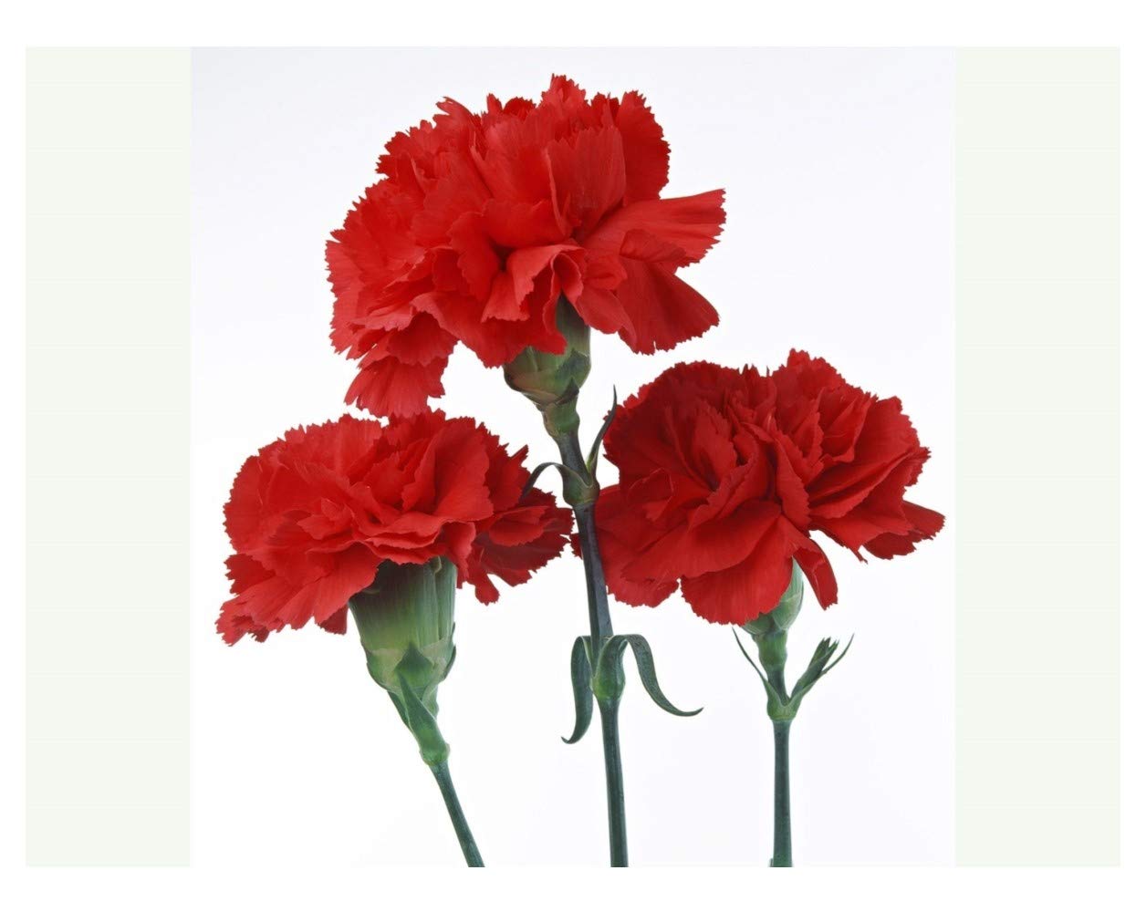 PREMIER SEEDS DIRECT - Carnation Seeds - Scarlet RED (3,500 Seeds)