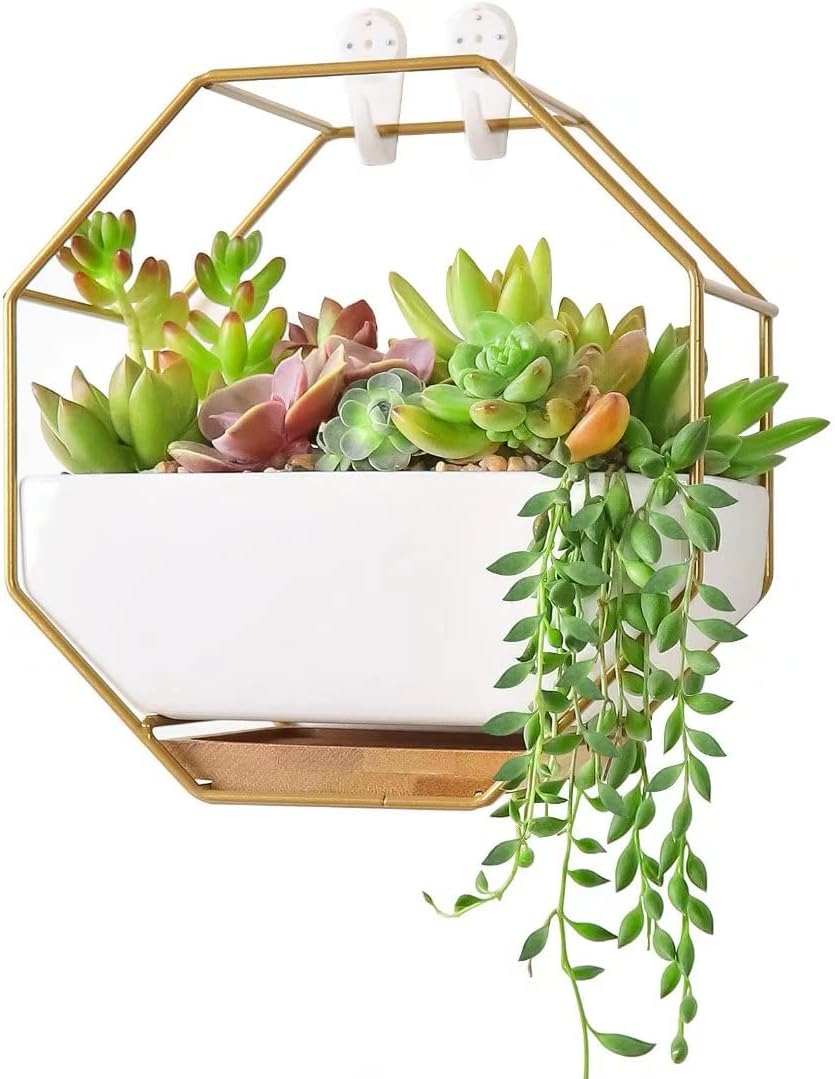 Ivolador Modern Wall Planter, Metal Wire Octagon Design Wall-Mounted Shelves with Ceramic Flower Pot, Air Plant Container Hanging Vase Desktop Succulents Planter-Golden : Patio, Lawn & Garden