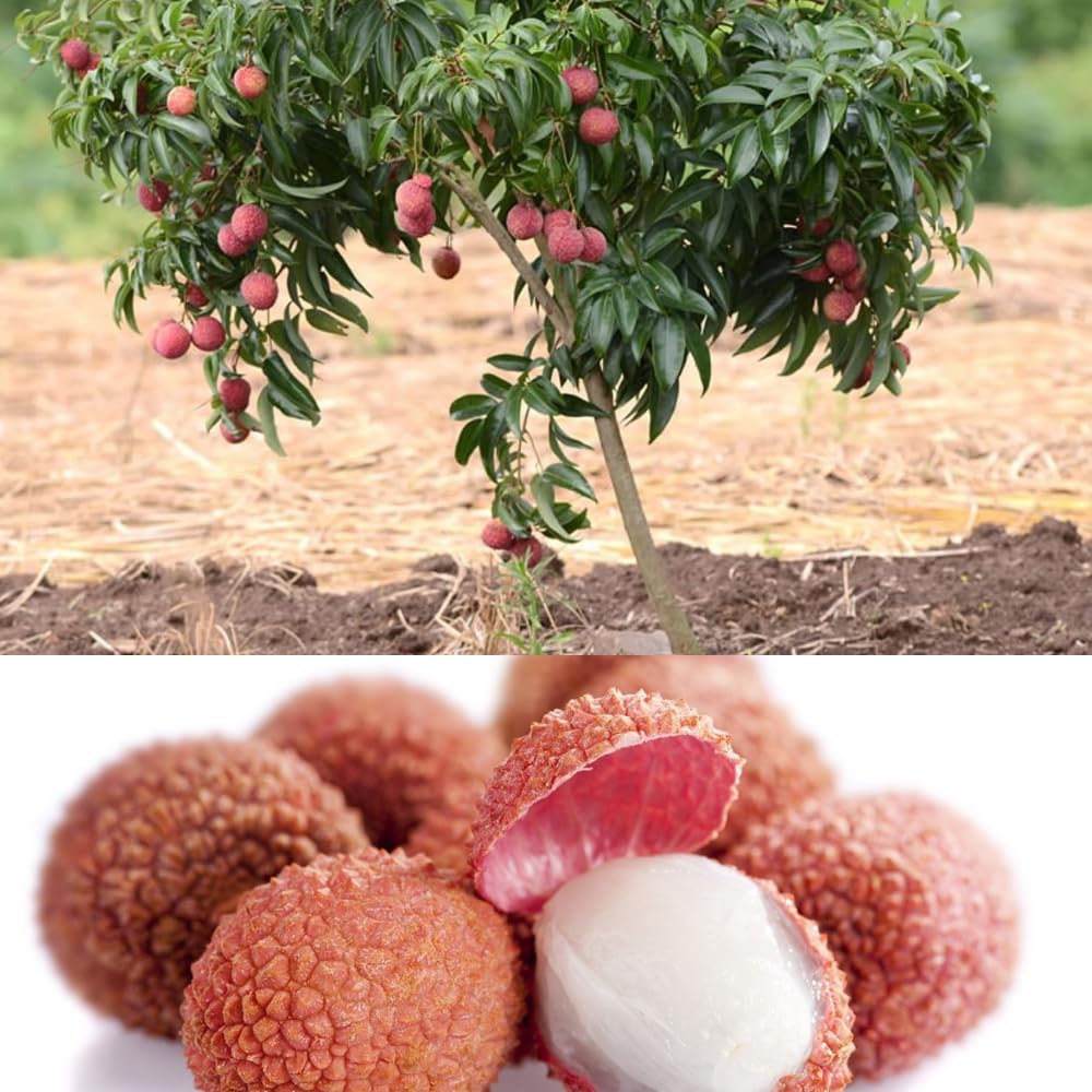 Pyanabi Dwarf Thailand Litchi Plant Hybrid All Seasons (height 1-2 Feet) Sweet Tropical Rare Litchi Plant Live Hybrid Live Plant For Home Garden All Time Thai Lychee Plant Air Layered In Polybag (B0BRVLNVTN) Amazon Price History, Amazon Price Tracker