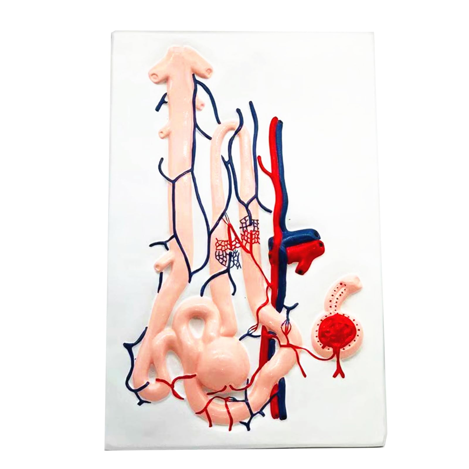 YRQMGSF Anatomical Renal Unit Model Enlarged Renal Corpuscle Model for Teaching And Explanation Medical Model,Flesh,20cm
