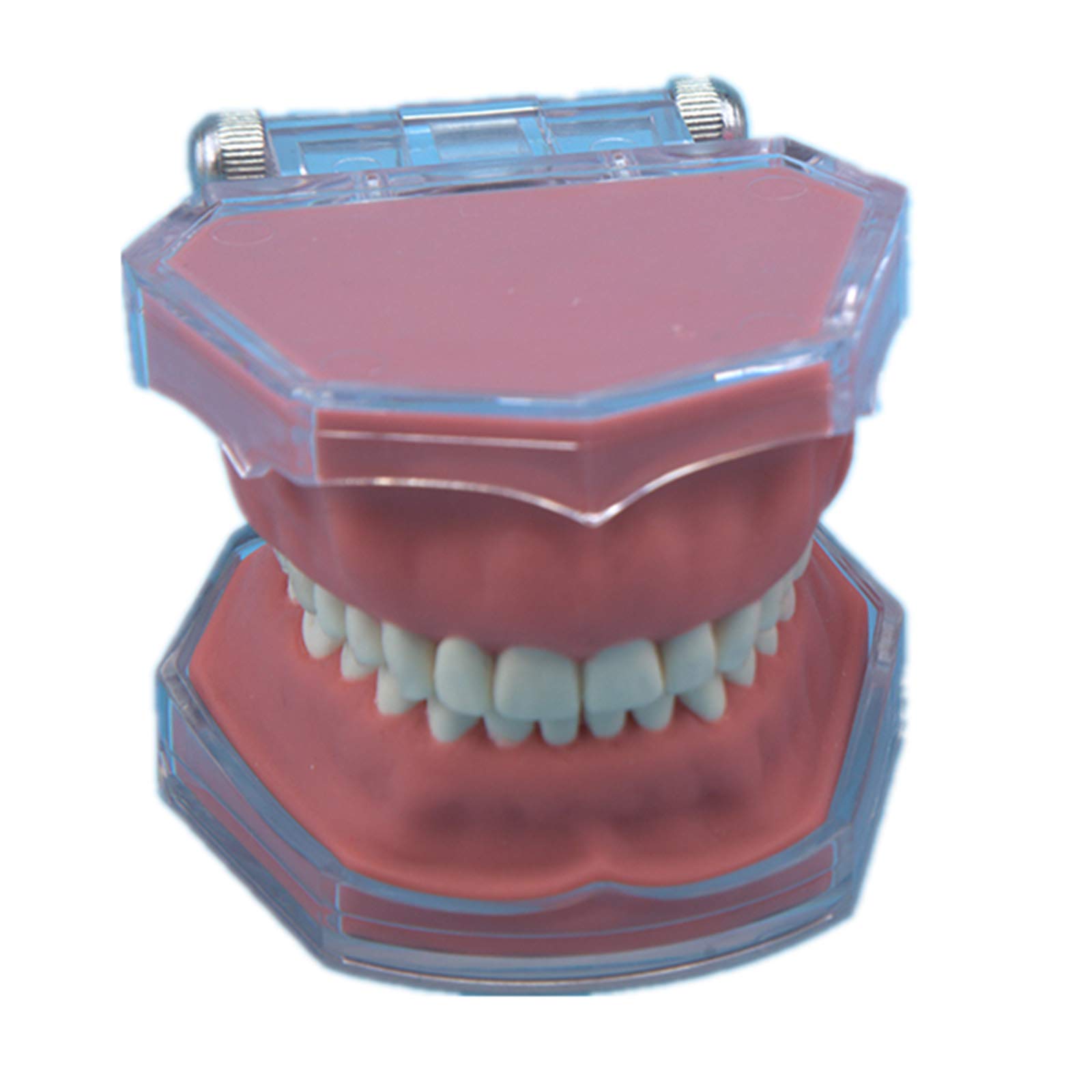 Sjdopulse Red Typodont Teeth Model Teeth Teaching Model Simulation Oral Tooth Teeth Demonstration Model With Removable Teeth For Dental School Study Teaching Study Display (Red)